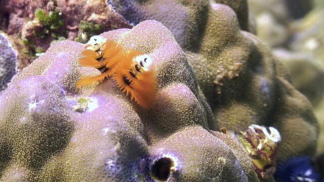 Observe vibrant Christmas tree worms extending from coral in the clear waters of the Philippines. Small crustaceans move nearby in the reef environment.