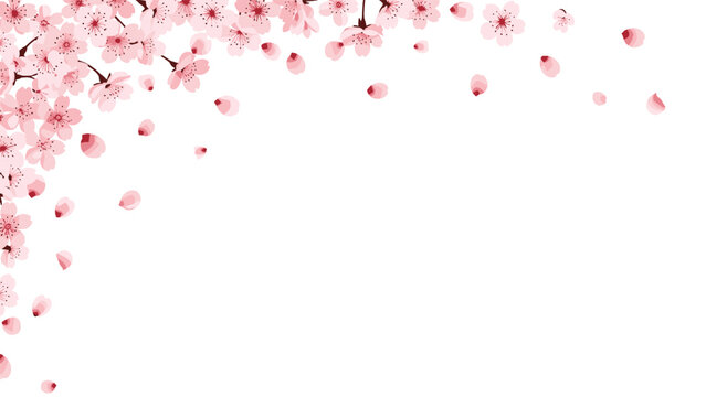 Elegant corner frame design with delicate pink cherry blossom flowers and falling petals, creating a beautiful border on a white background.