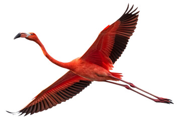 Red flying flamingo bird isolated on a transparent background