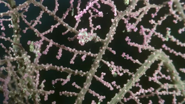 Observe a tiny pygmy seahorse perfectly camouflaged in vibrant coral. This marine marvel makes its home in the depths of the Philippines underwater ecosystem.