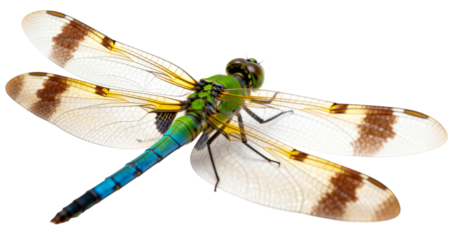 [Transparent Background PNG]Green and Blue Dragonfly with Brown Spots on Wings