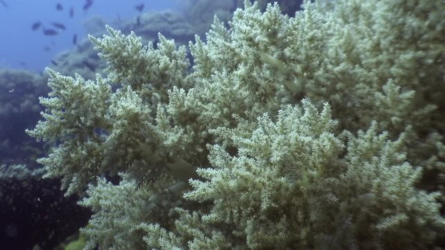 Immerse yourself in the beauty of the Philippines. A close view reveals the intricate details of Sinularia or Lobophytum, soft corals of the Alcyoniidae family, thriving underwater.