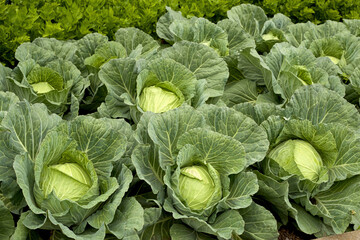 Fresh Green Cabbage Growing in Agricultural Field