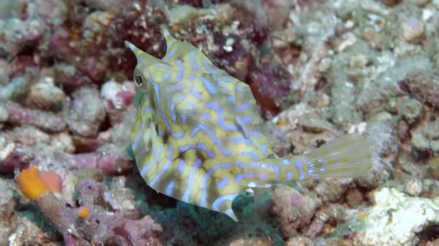 A Yellow Boxfish, also known as a trunkfish, rests among coral rubble in shallow waters. It has yellow and brown hues with blue stripes and horns. The Boxfish surveys its colorful habitat.