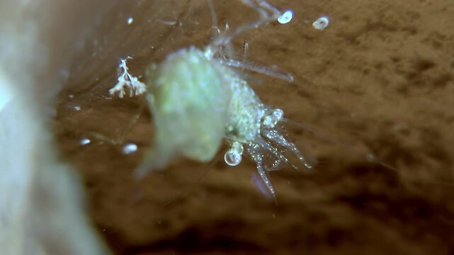 An Antarctic krill, likely a female, carrying a large sack of eggs, attaches itself to some type of algae or plant matter in the cold waters near Antarctica.