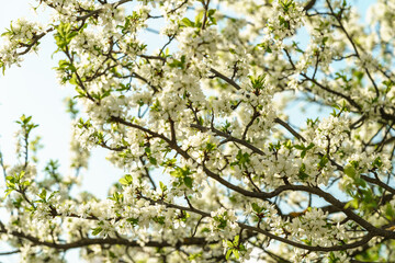 Fototapeta premium White spring flowers on a blooming tree branch with small blossoms and vibrant blue sky. Nature background for seasonal design.