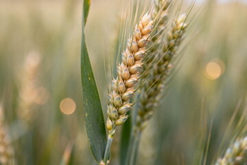 Close-up view of golden wheat ears in a field