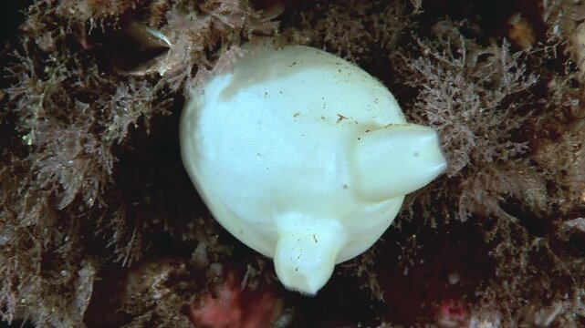 Sea Squirt, also known as Ascidian, is seen filter feeding near coral reef early in morning. Small marine invertebrate pumps water through its body, filtering out plankton and other food particles.