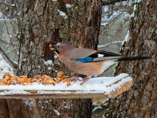 A jay eats a walnut at a bird feeder