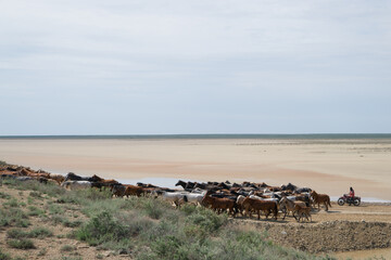 A herd of horses grazing in the steppe