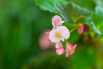 Fototapeta premium 緑の背景に咲くベゴニアの淡いピンクの花