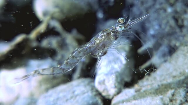A close-up shows a small Antarctic krill cautiously moving across the rocky seabed. The water appears clear and cold as the krill explores its subglacial environment.