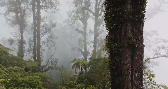 Indonesia, Bali: Abang misty tropical jungle forest with fog obscuring ancient trees and dense undergrowth, creating a mysterious and atmospheric natural background landscape environment. Drone flight