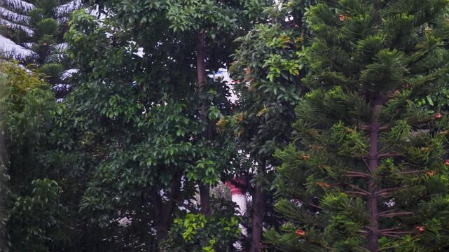 Rainy weather or Raining in a ecofriendly city with green natural background of trees.