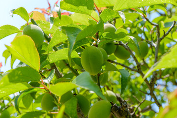 初夏の光を浴びる青梅が実る梅の木
