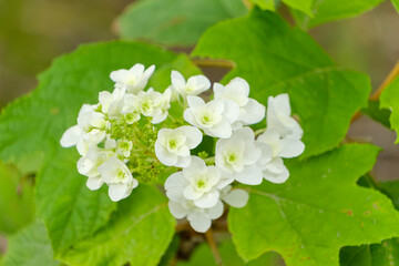 初夏に咲く白いアジサイの花
