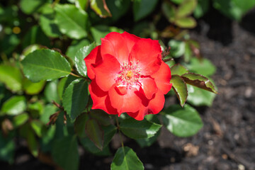 緑と赤が調和するバラの花