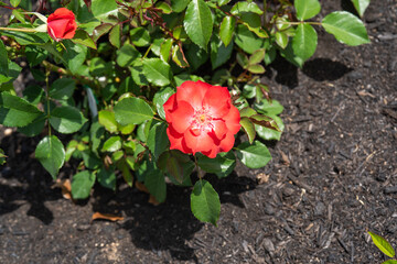 初夏の公園で咲く、赤いバラ