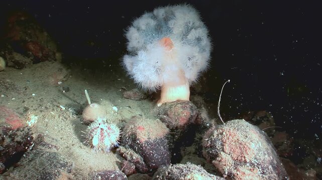 A spiky Sea Urchin and a beautiful Anemone coexist peacefully on the rocky seabed of the White Sea. The cold, dark waters cradle this unique underwater ecosystem.