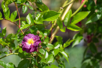 紫が印象的なファイルヒェンブラウの花