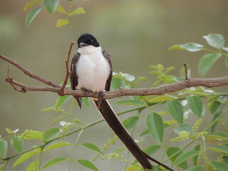 Southern Fork-tailed Flycatcher