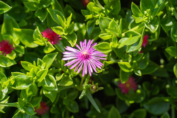緑の中心に咲く、初夏のマツバギク