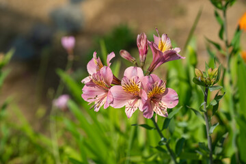 初夏のアルストロメリア