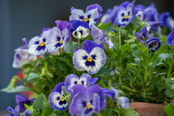 玄関の鉢で咲く、春のパンジー