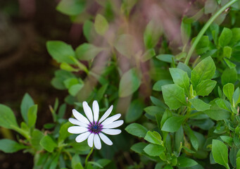 緑と白と紫の調和が美しいアフリカンデージー