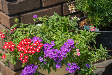 春の玄関を華やかにする鉢植えの花