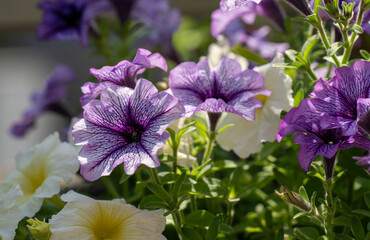 初夏の鉢の中で咲くペチュニアの花