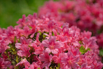 初夏、満開のツツジ