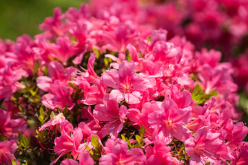 初夏に咲く、満開のツツジ