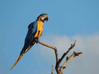 blue and yellow macaw ara