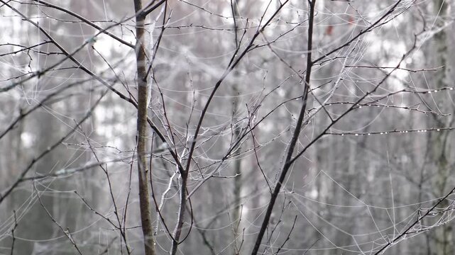wet spiderweb on tiny tree branches by cold autumn morning

