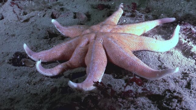 An asterias rubens, also known as the common starfish, moves slowly along the seabed. Shot in the White Sea, Russia, you can see the ocean floor and the creature in close detail.
