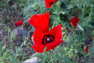 Blooming fields of poppies