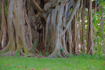 Banyan Tree in a Sunlit Tropical Park Setting St. Petersburg,FL Crescent  Lake Park. Detailed view intricate roots and trunks in a lively tropical park landscape, conveying a serene and natural ambian