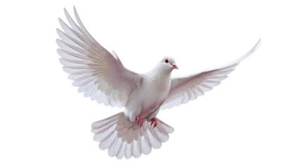 White dove flying gracefully isolated