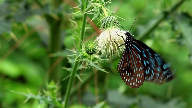 A closeup wildlife video documents a dark blue tiger butterfly pollinating a Himalayan thistle flower, Cirsium wallichii, inside a forest ecosystem of Himachal Pradesh, India.