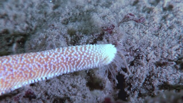 A close-up shows a starfish arm reaching out to touch the ocean floor. The sea star navigates across the rocky seabed of the White Sea, searching for food and sustenance.