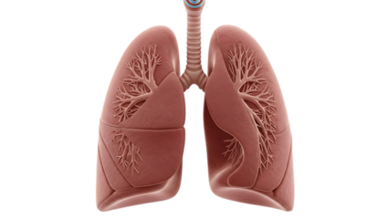 Humanlungsanatomymedicaldiagram