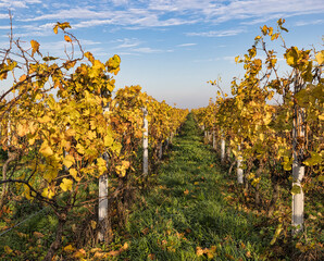 Ein herbstlicher Weinberg mit gelben Reben unter blauem Himmel.