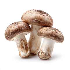 Fototapeta premium Brown capped mushroom trio on white background