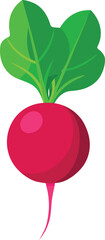 Ripe red beetroot with green leaves flat vector