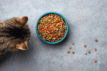 Striped cat sniffing a full blue bowl of dry pet food with scattered colorful kibble on gray textured stone background. © PixelArt_25