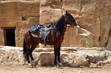 Horse. Petra, Jordan