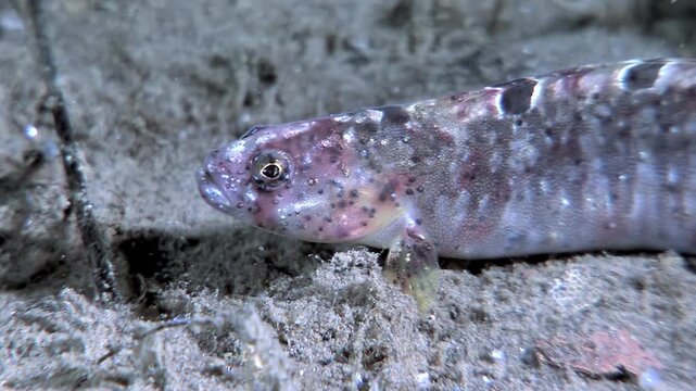 A Lumpenus lampretaeformis, also known as a common spiny fish, moves across the sandy bottom. It pauses near a tiny starfish, its speckled body blending with the ocean floor in the Arctic.