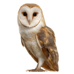 Fototapeta premium Owl Perched Quietly With Focused Gaze in Indoor Environment During Bright Lighting