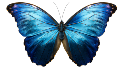 Stunning close up of a vibrant blue morpho butterfly wing showing intricate vein structure and iridescent coloring, ideal for natural science and entomology themes.
